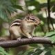 Chipmunk sounds